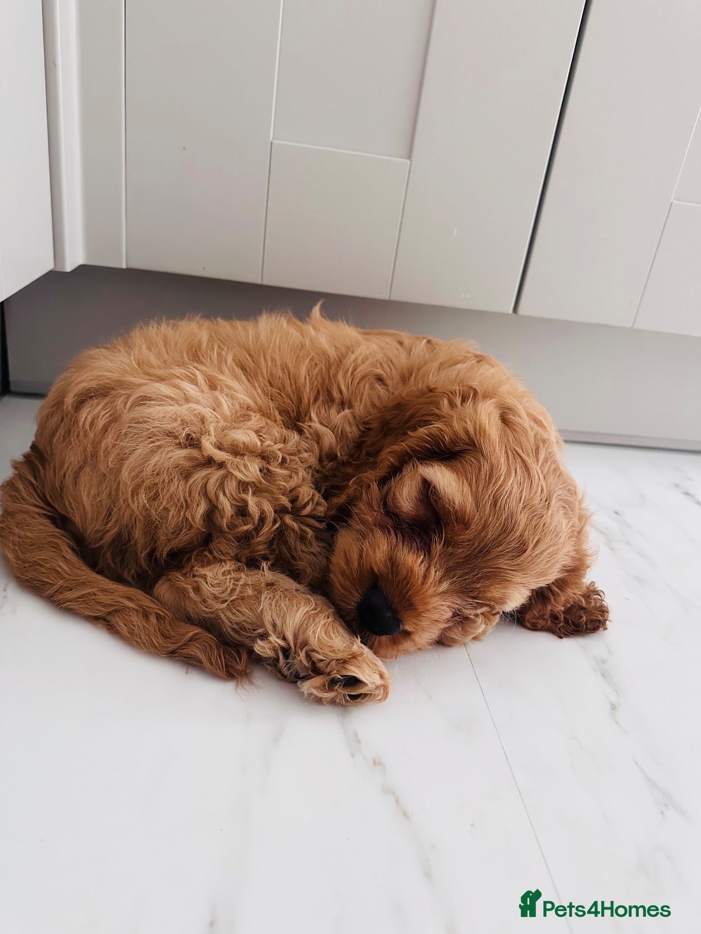 Cockapoo dogs Beautiful miniature F2 cockapoos - Advert 2