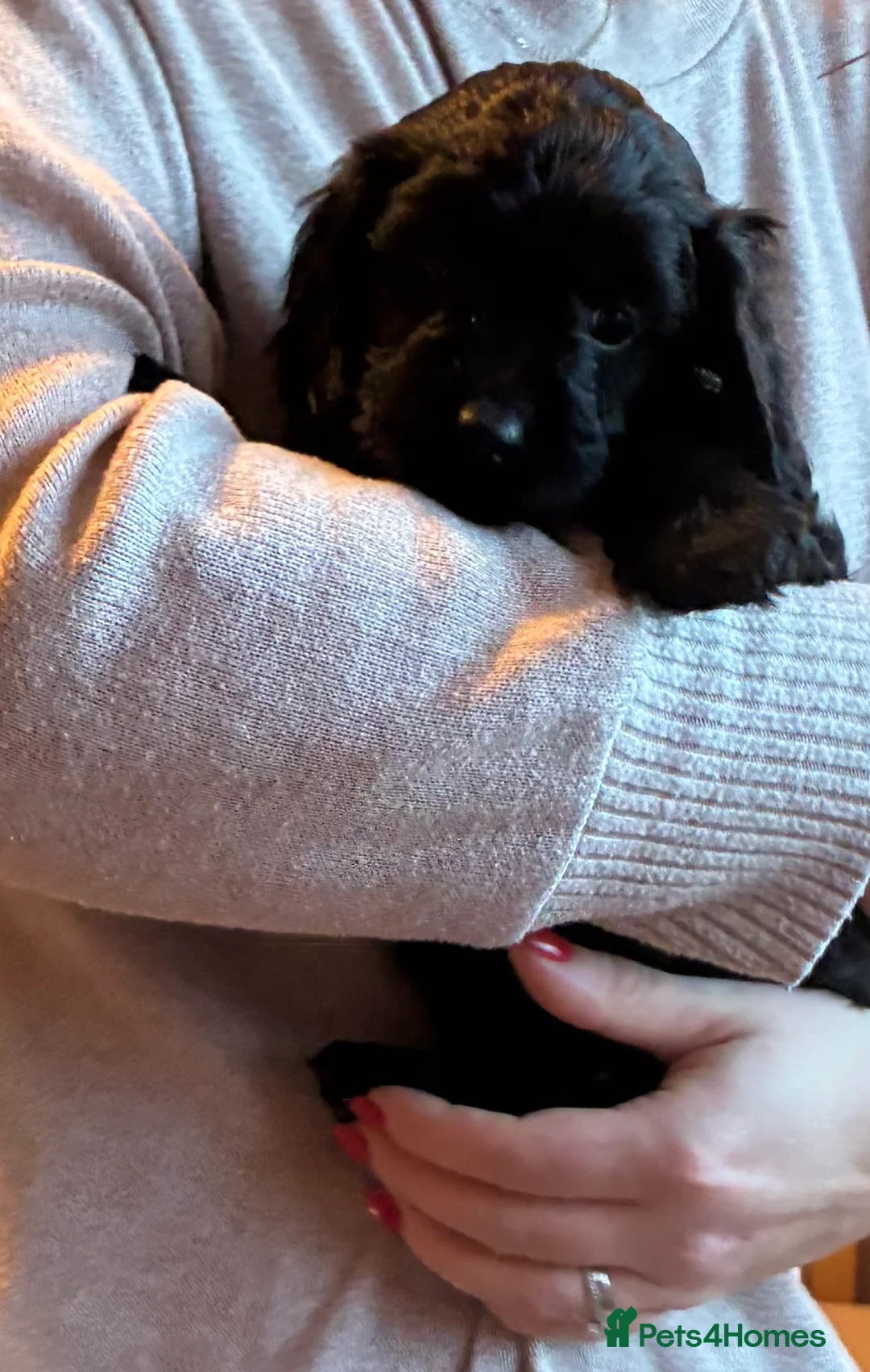 Cockapoo dogs for sale: Cockerpoo puppies  - Advert 11