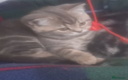 British Shorthair cats for sale: GCCF Registered BSH Kitten - Image 1