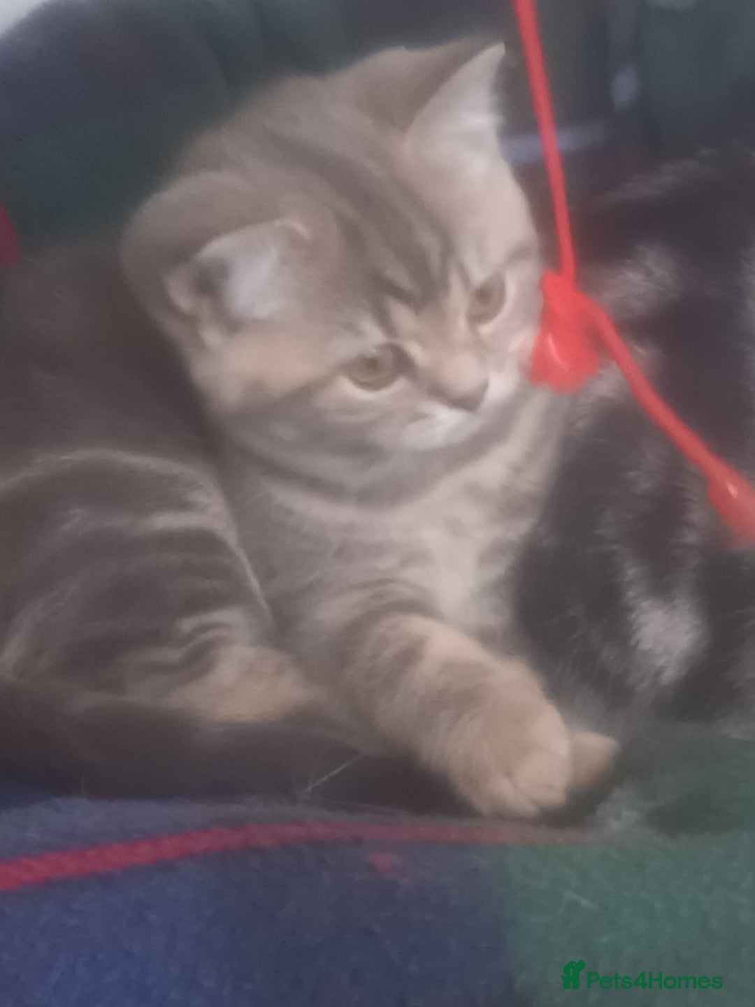 British Shorthair cats for sale: GCCF Registered BSH Kitten - Image 1