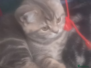 British Shorthair cats - Advert 24