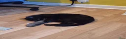 Mixed Breed cats for adoption: ADOPTION: Patissiere - Advert 4