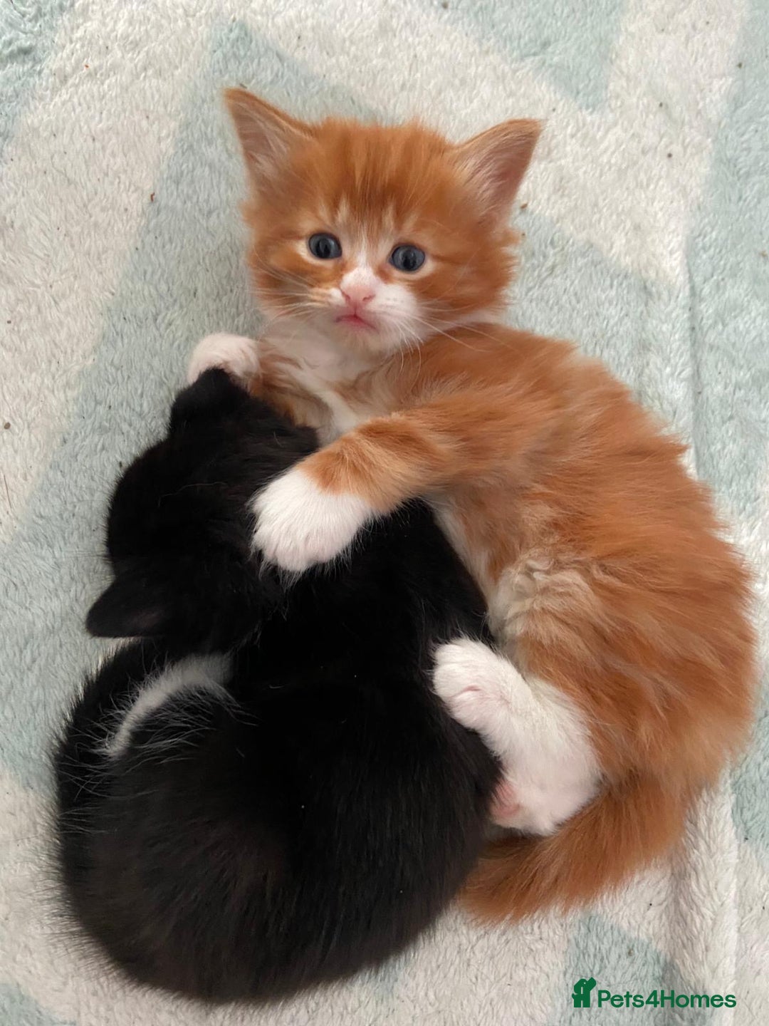 Mixed Breed cats for sale: 5 Beautiful Half-Ragdoll kittens ❤️ - Advert 18