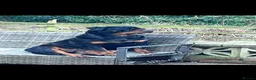 Rottweiler dogs for sale: German Rottweiler puppies  - Advert 27