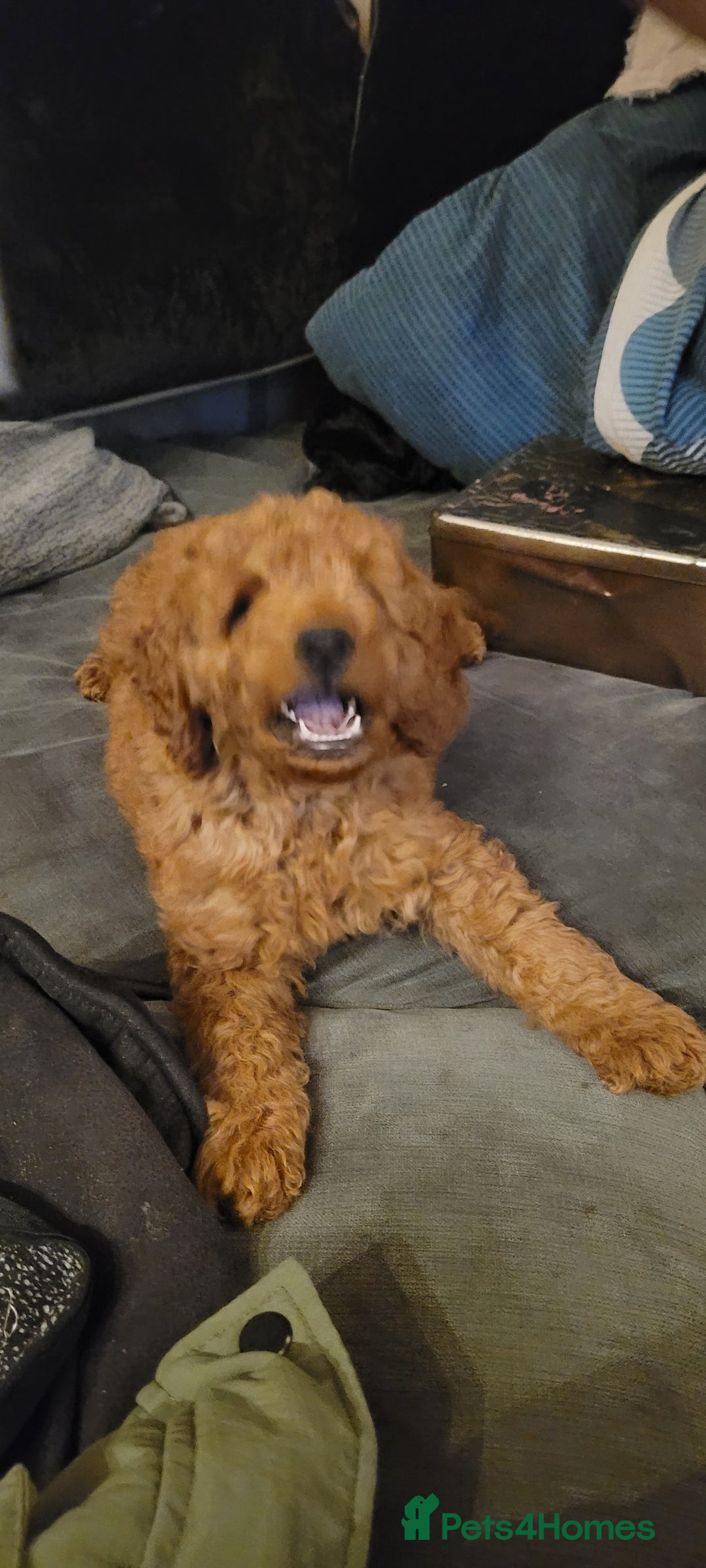 Goldendoodle dogs for sale: F1b goldendoodle pups  - Image 3