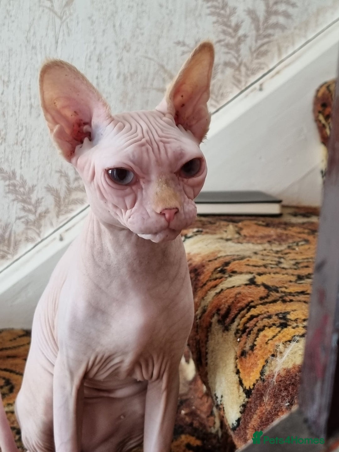 Sphynx cats for sale: Sweet & Sensitive Sphynx Seeks Loving Patient Home - Image 5