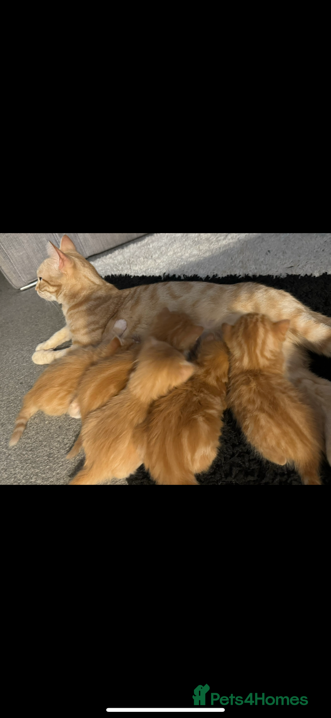 Ragdoll cats for sale: Beautiful Ragdoll X kittens  - Image 6