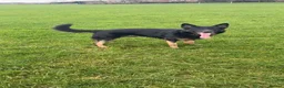 German Shepherd dogs for sale: 4 Year old Male German Shepherd  - Advert 3