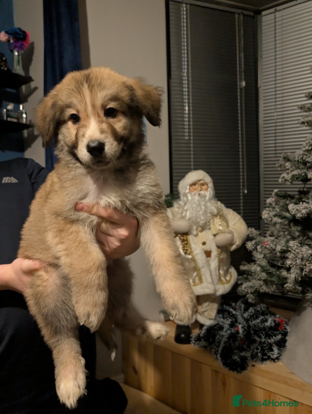 Mixed Breed dogs for sale: Bernese mountain dog X white swiss Shepard pups - Image 7