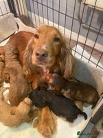 Cockapoo dogs - Advert 10