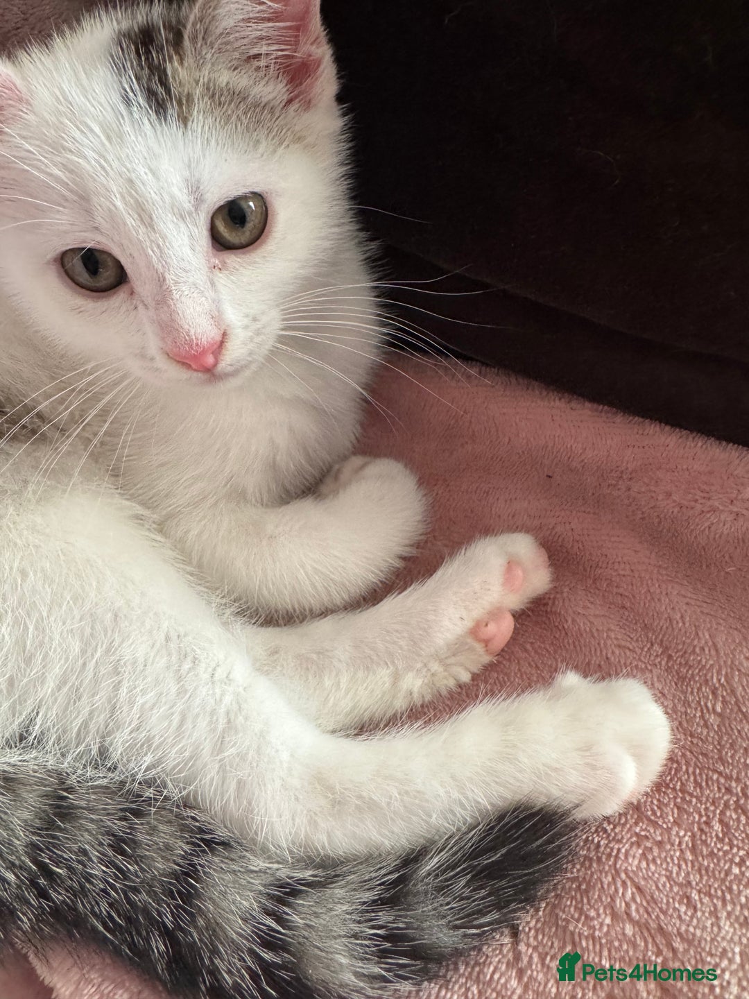 Mixed Breed cats for sale: Female kitten  - Image 4