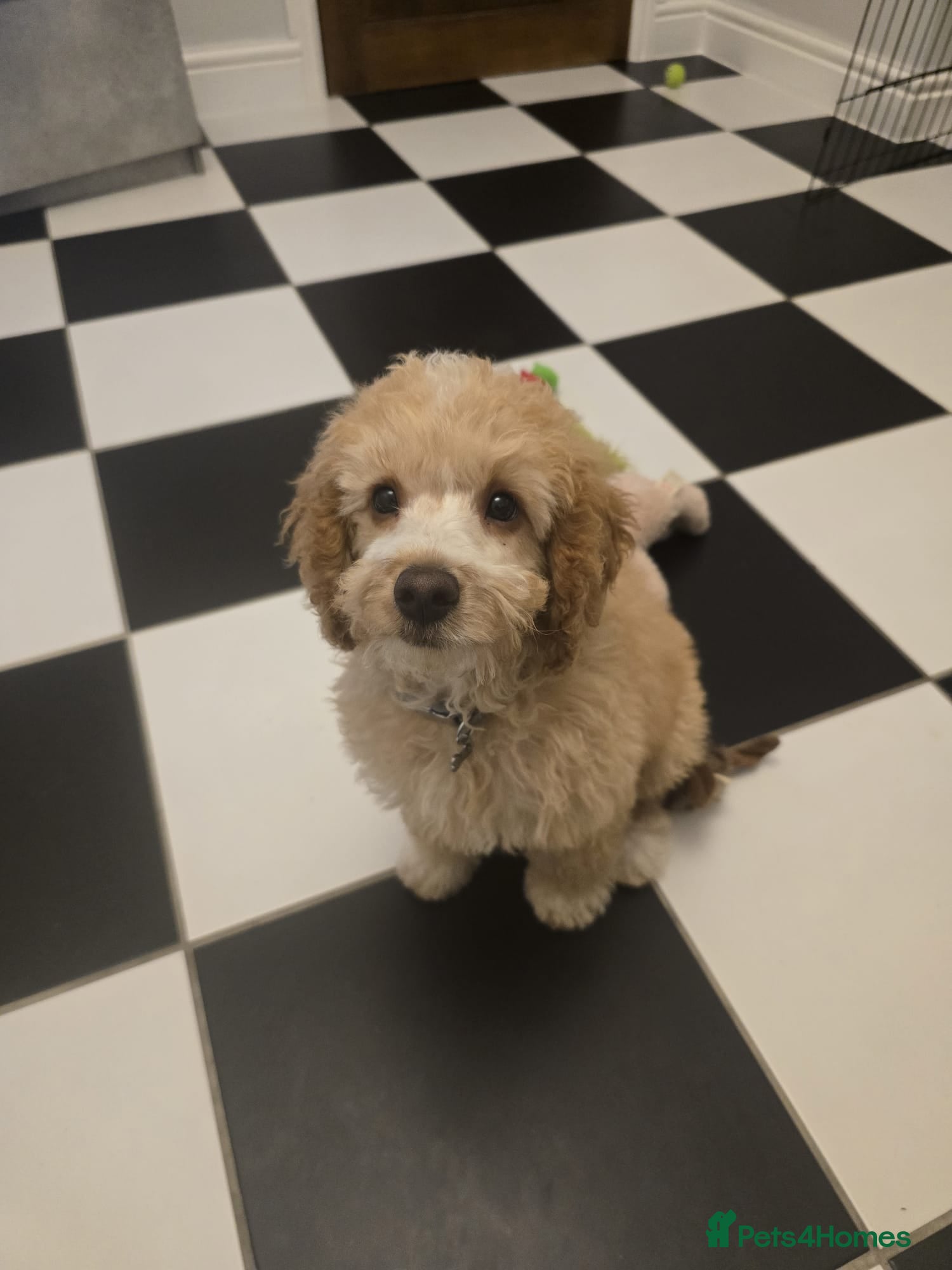 Cockapoo dogs 16-week-old Cockapoo puppy – loving home wanted - Advert 1