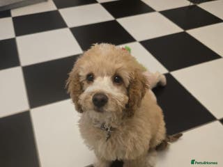 Cockapoo dogs 16-week-old Cockapoo puppy – loving home wanted - Advert 1