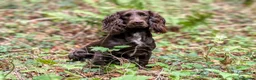 Cocker Spaniel dogs for sale: Sort hard to find - Advert 23