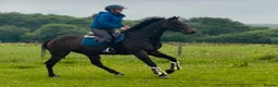 Irish Thoroughbred horses for sale: Super Savon !  - Advert 3
