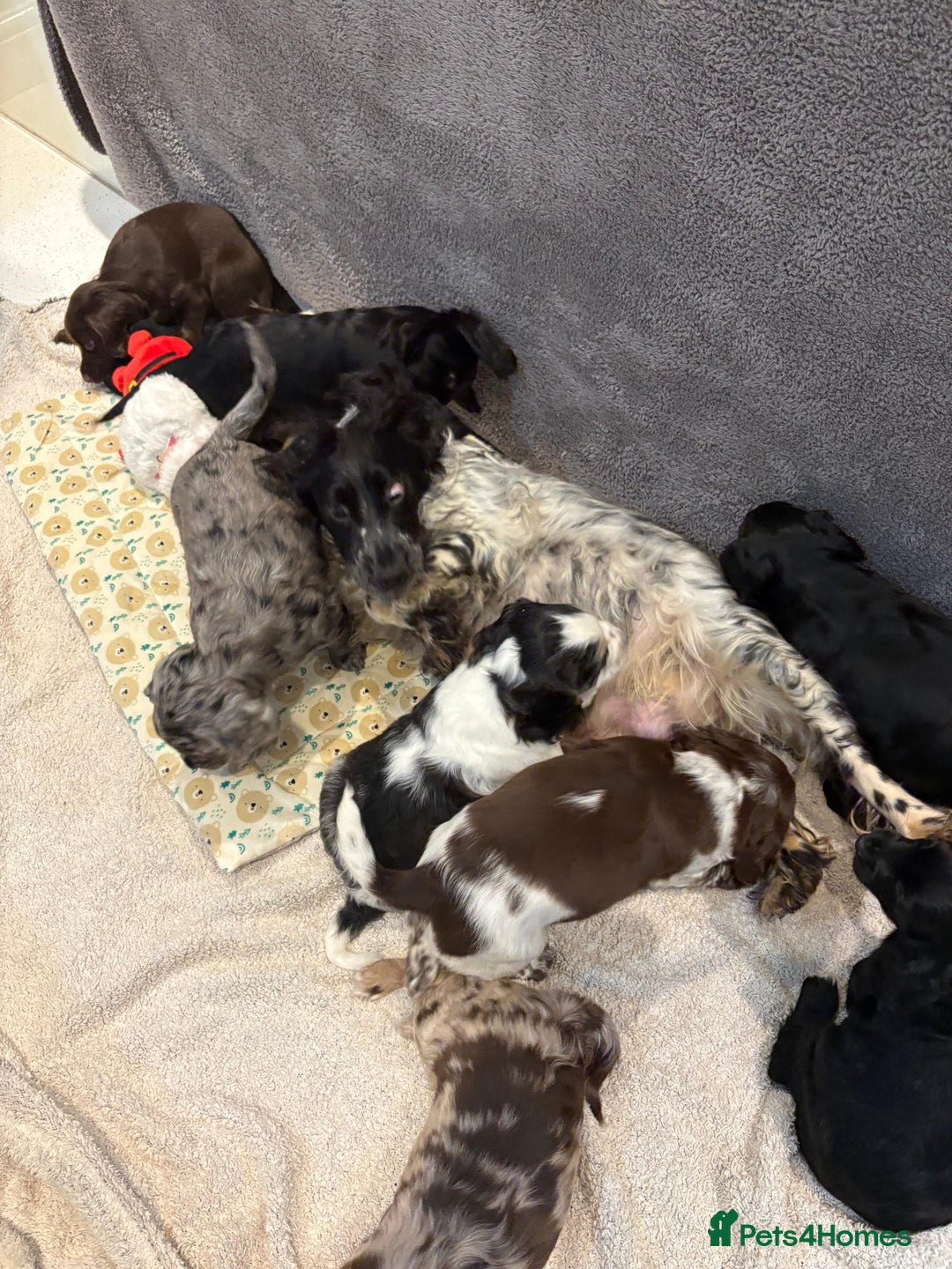 Cocker Spaniel dogs for sale: Pedigree show kc parents DNA health tested    - Advert 2