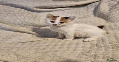 Mixed Breed cats - Advert 15