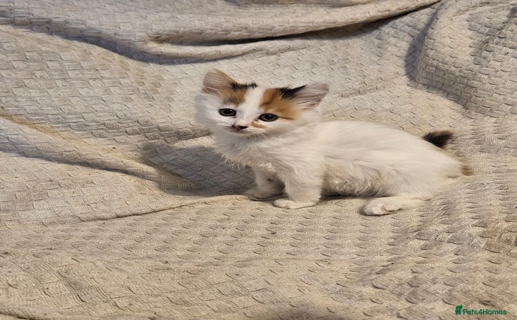 Mixed Breed cats - Advert 13