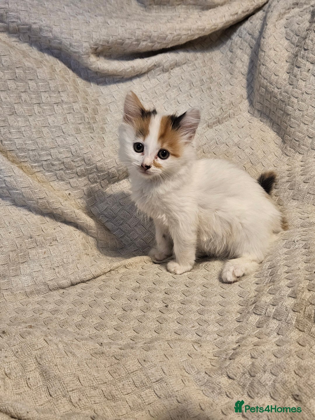 Mixed Breed cats for sale: 8 lovely kittens for sale - Image 1