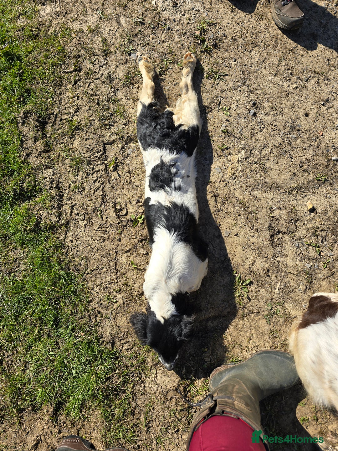 English Springer Spaniel dogs for sale: Part Trained Gun Dog  - Advert 8