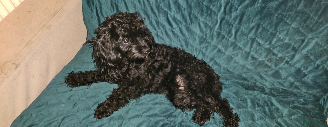 Cockapoo dogs for sale: Very sad sale of my Cockapoo - Image 3