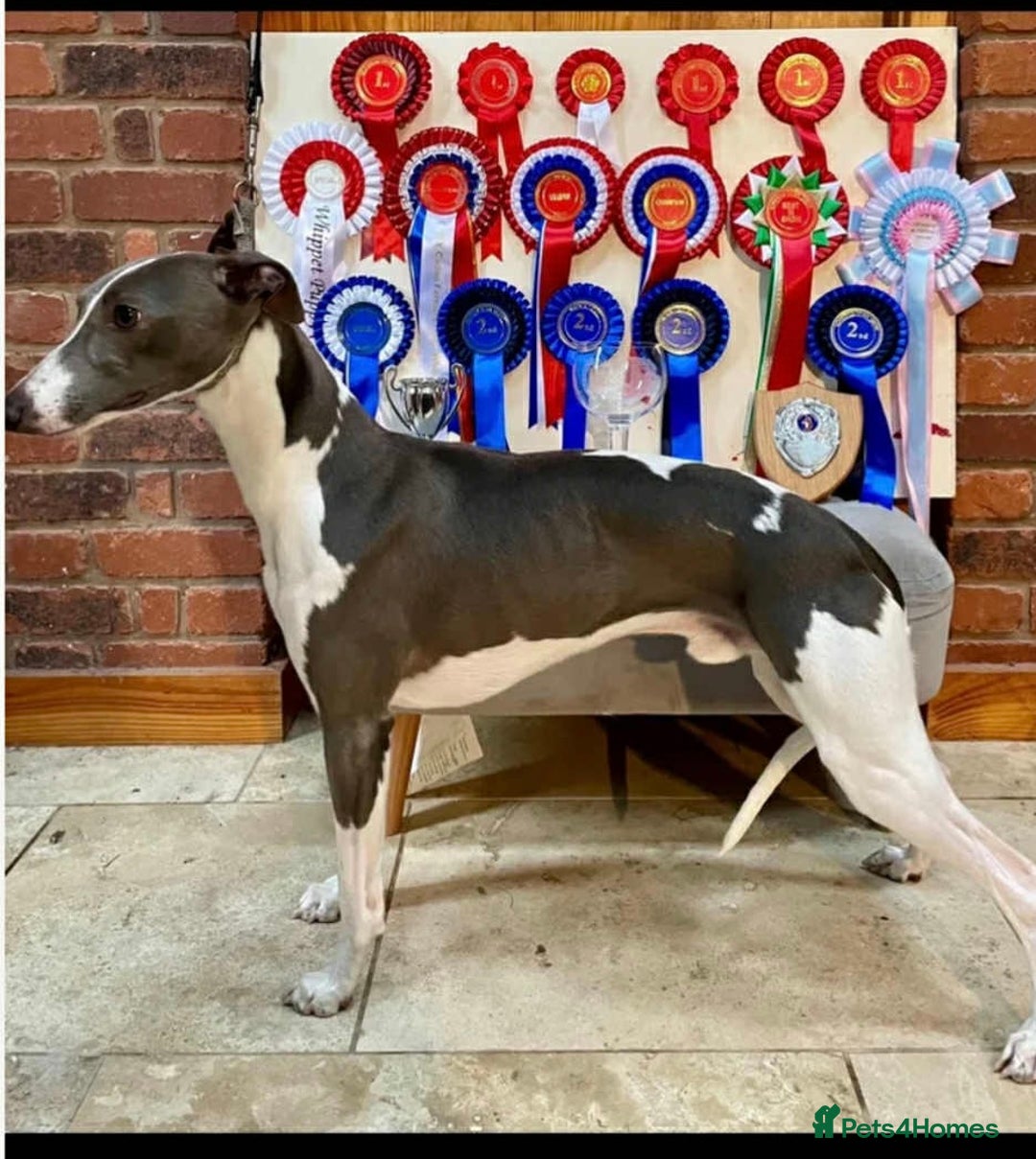 Whippet dogs for sale: 1 Gorgeous KC Reg Whippet Puppy  - Advert 10