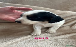 Cocker Spaniel dogs for sale: Cocker spaniel puppies for sale 🤩🐶 - Image 10