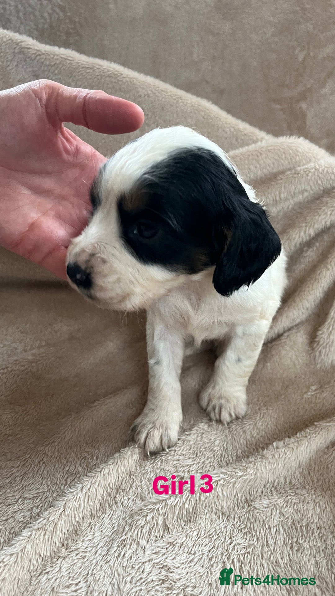 Cocker Spaniel dogs for sale: Cocker spaniel puppies for sale 🤩🐶 - Image 10