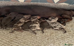 Dachshund dogs for stud: Miniature Dachshund Stud Kc registered & Pra clear in Stowmarket - Image 19