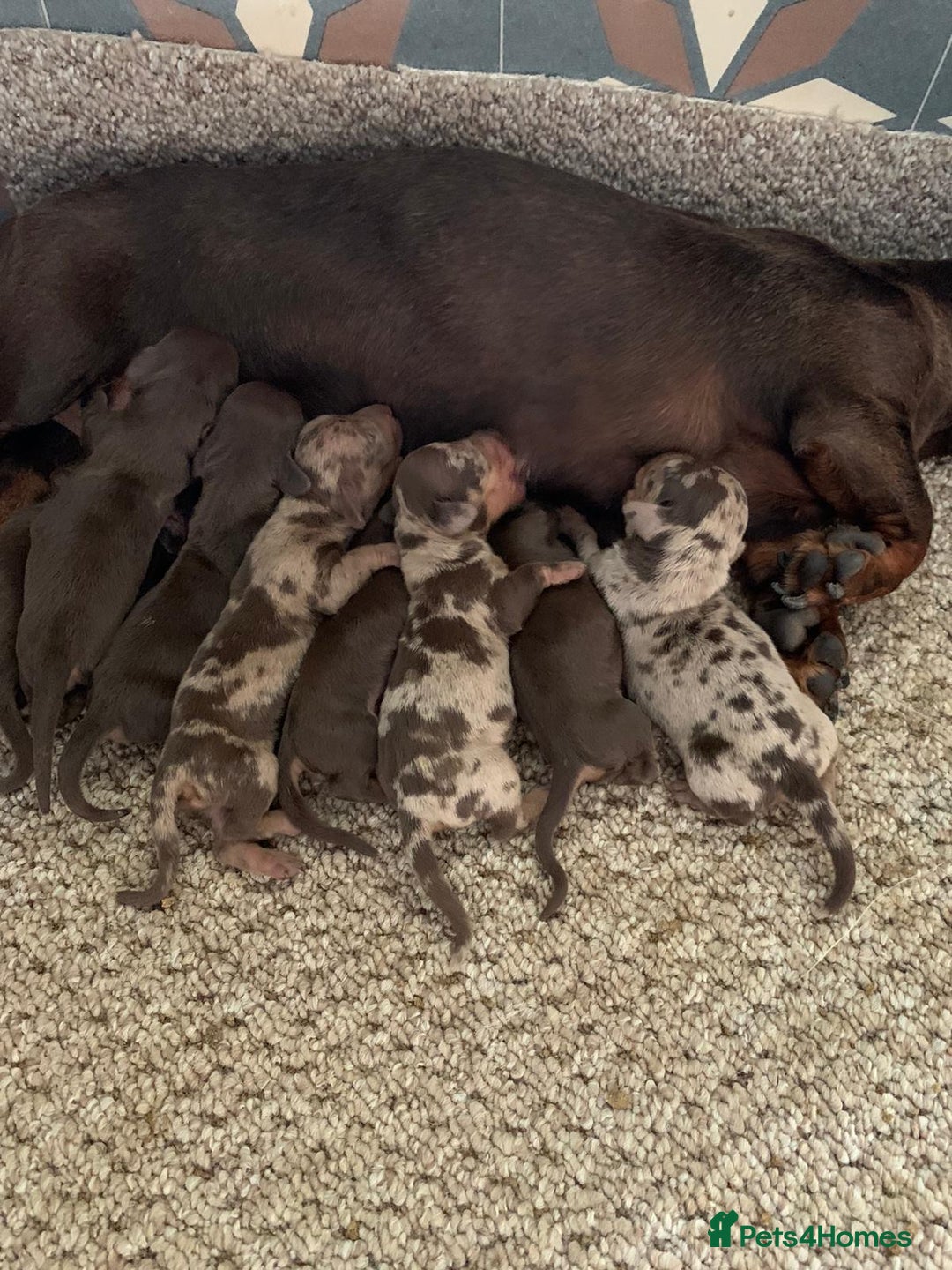 Dachshund dogs for stud: Miniature Dachshund Stud Kc registered & Pra clear in Stowmarket - Image 19