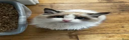 Ragdoll cats for sale: 2 ragdoll girls looking for their forever homes💞 - Advert 12