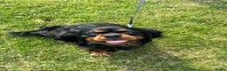 Cavalier King Charles Spaniel dogs for stud: Fully health tested Black and Tan stud.  in Wrexham - Advert 10