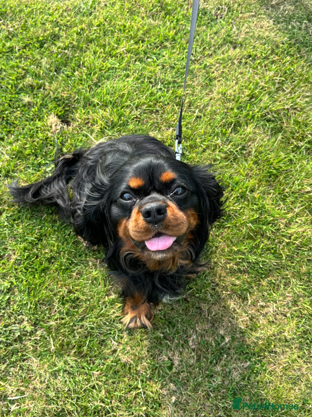 Cavalier King Charles Spaniel dogs for stud: Fully health tested Black and Tan stud.  in Wrexham - Advert 10