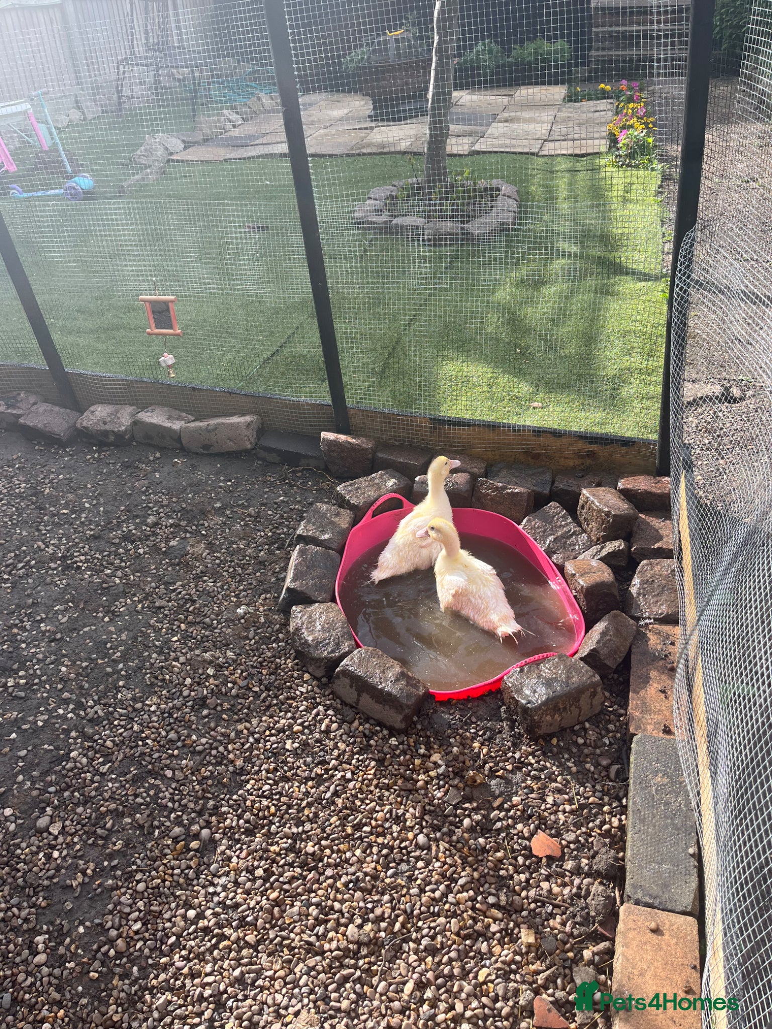 Ducks poultry for sale: Chery valley ducks  - Advert 4