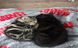 British Shorthair cats for sale: 4 beautiful kittens  - Image 2