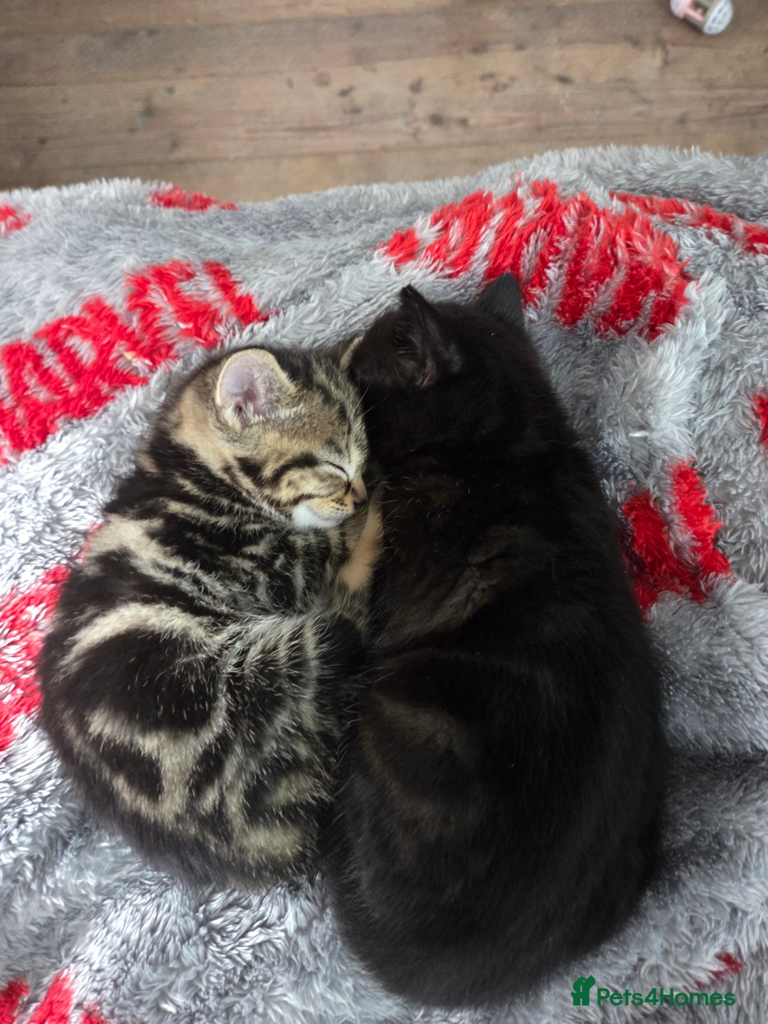British Shorthair cats for sale: 4 beautiful kittens  - Image 2