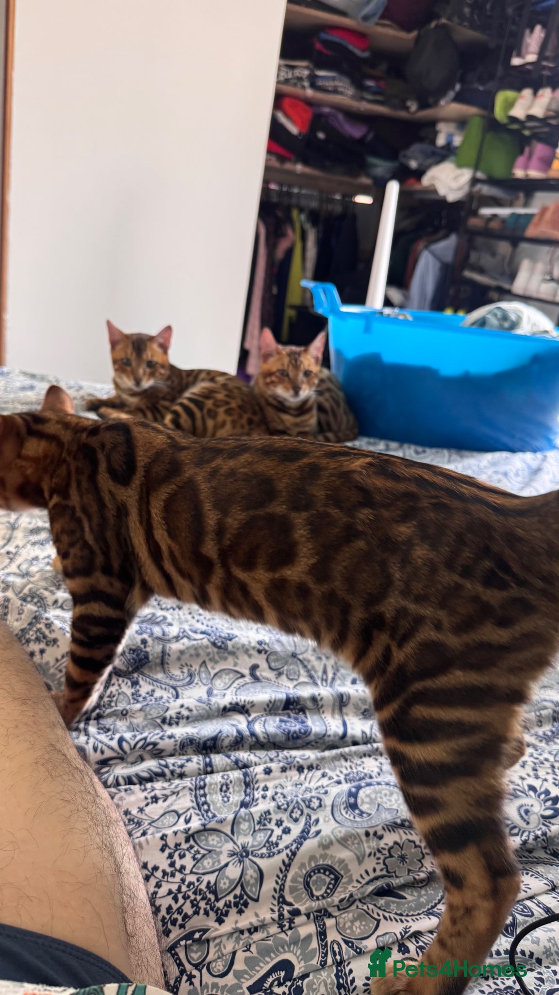 Bengal cats for sale: TICA Bengal cats adorable educated with kid NO UK  in London - Advert 12