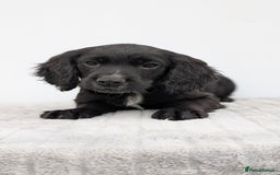Cocker Spaniel dogs for sale: Cracking Cocker Pups - Image 11