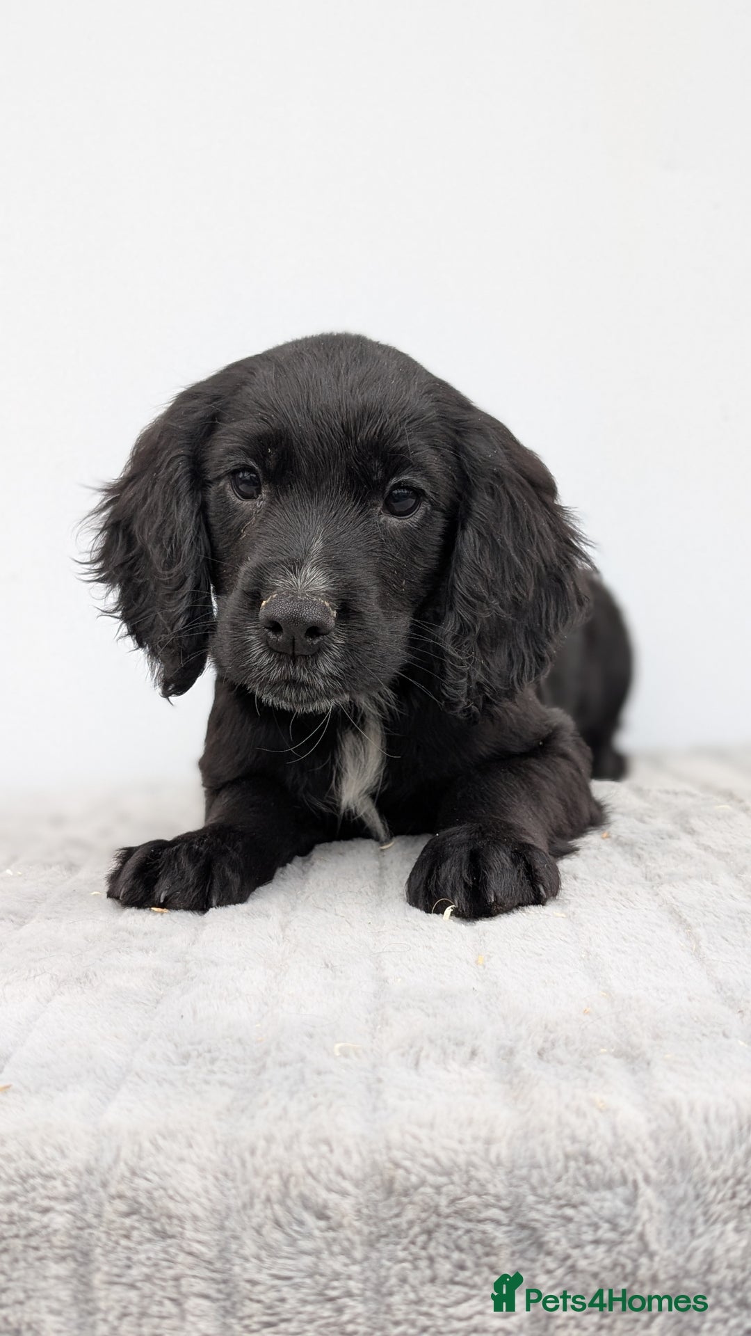 Cocker Spaniel dogs for sale: Cracking Cocker Pups - Image 11