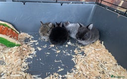 Netherland Dwarf rabbits for sale: Gorgeous Netherland Dwarf Rabbits - Ready in Sept - Image 2