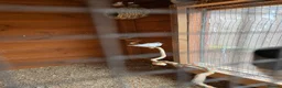 Finches birds for sale: Baby Zebra finches for sale in Leicester - Advert 2