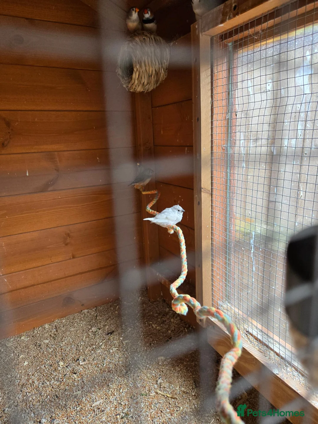 Finches birds for sale: Baby Zebra finches for sale in Leicester - Advert 2