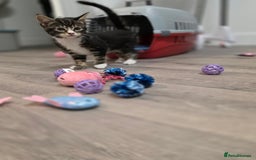 Domestic Shorthair cats for sale: Female Kitten - Image 4