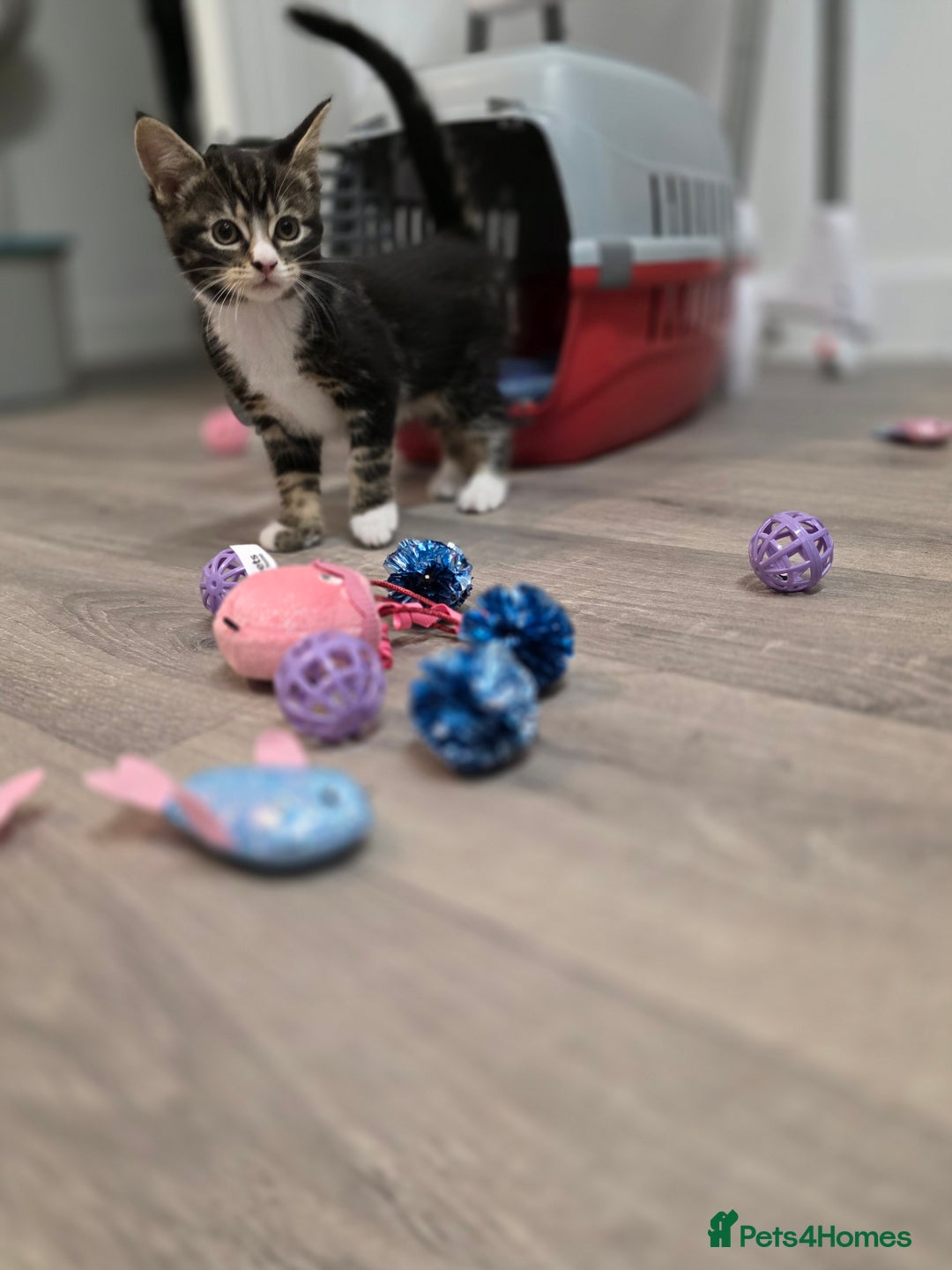 Domestic Shorthair cats for sale: Female Kitten - Image 4