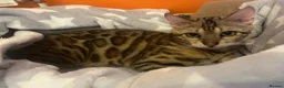 Bengal cats for sale: Bengal - Beautiful Bengal - Advert 3