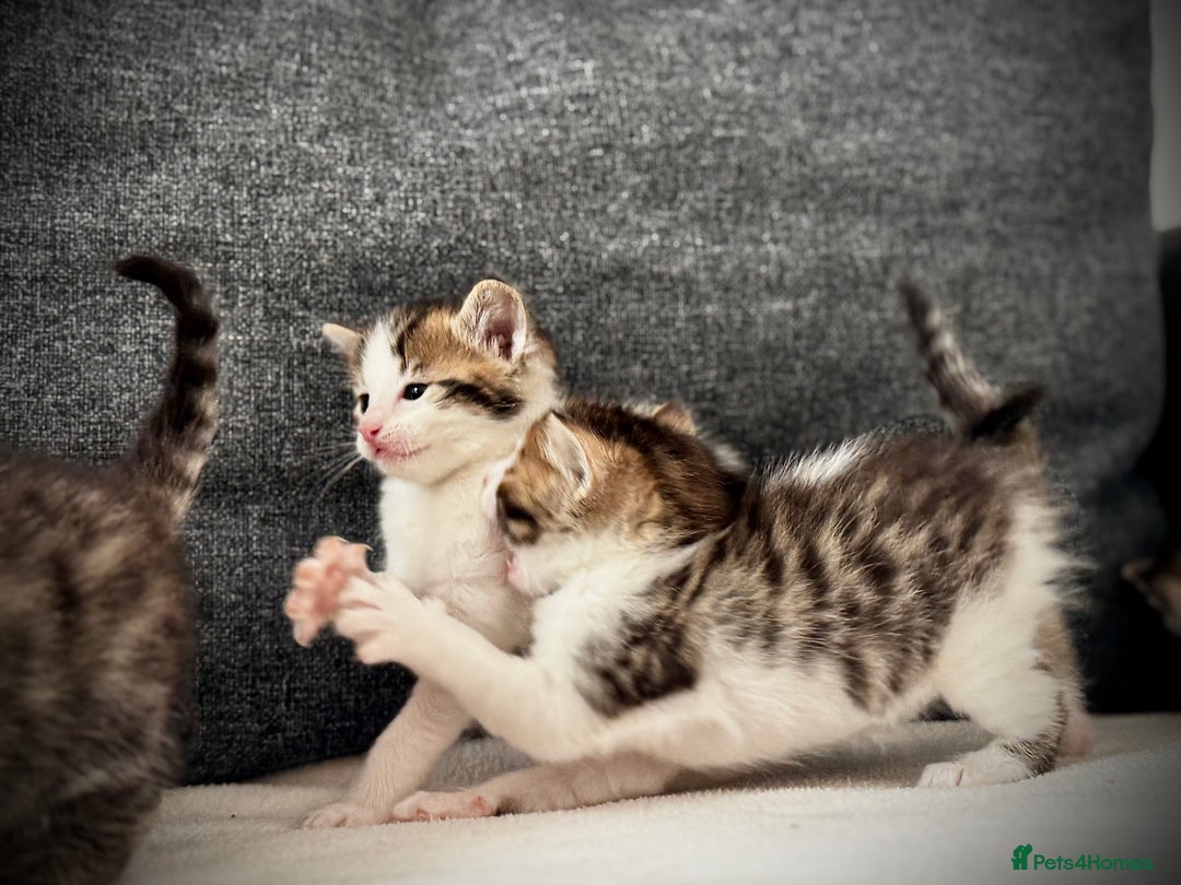 Mixed Breed cats for sale: 🌟 Exquisite Ragdoll × Bengal Kittens 🌟 - Advert 21