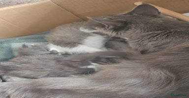 Maine Coon cats - Advert 2