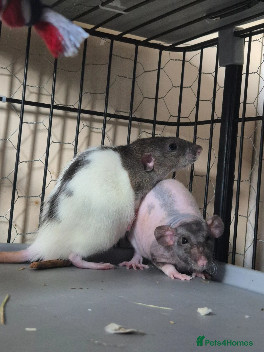 Rat rodents for sale: 3 young male rats + setup - Advert 4