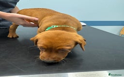 Labrador Retriever dogs for sale: Ready to leave, KC Labrador litter, boys & girls  - Image 9