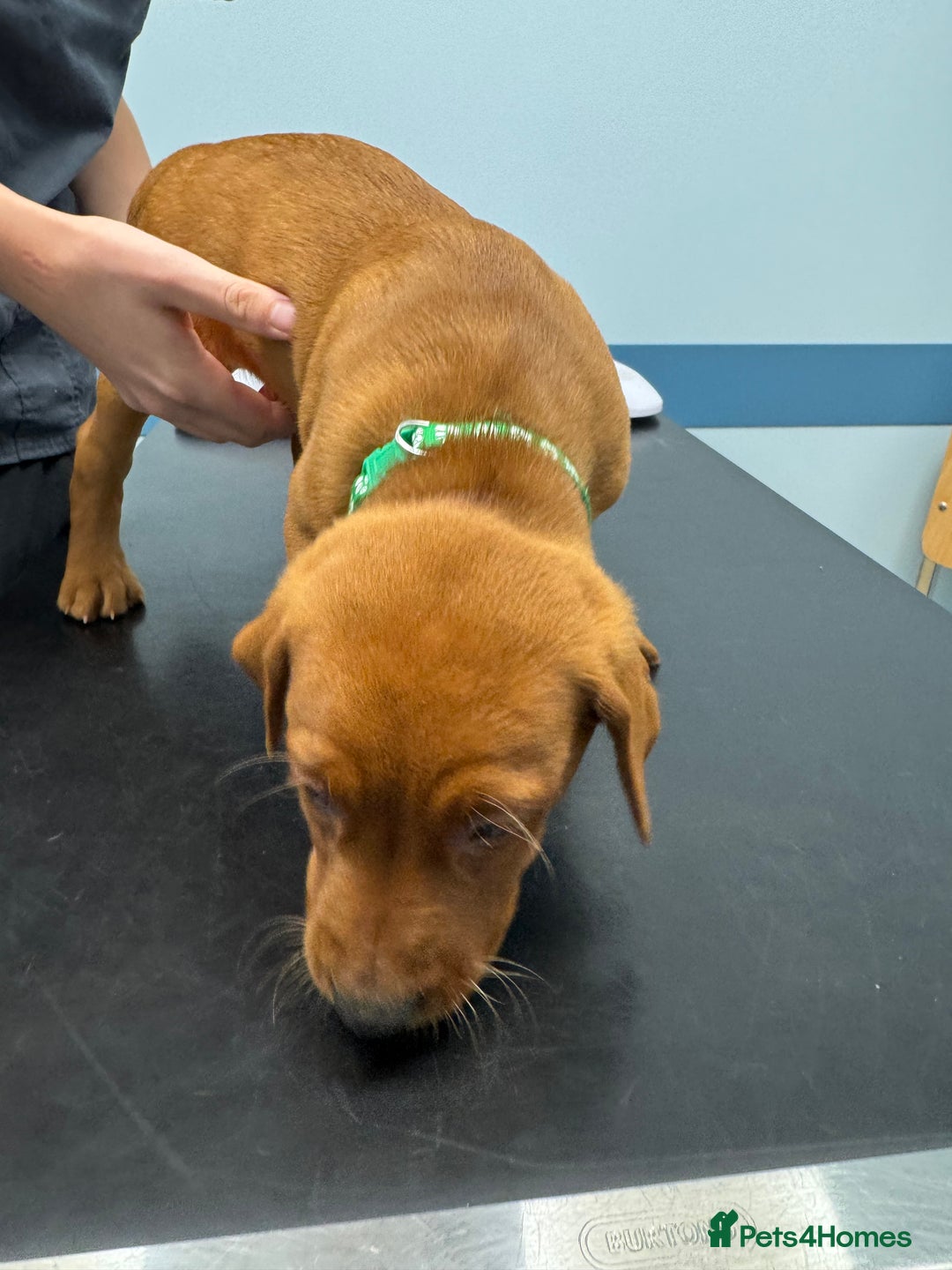 Labrador Retriever dogs for sale: Ready to leave, KC Labrador litter, boys & girls  - Image 9